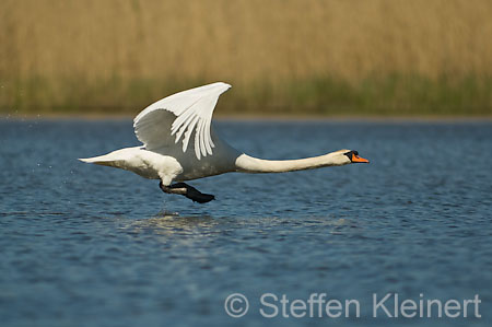 021 Höckerschwan im Flug (Cygnus olor)